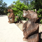 redwood bears