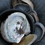 abalone shells