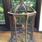 French market birdcage