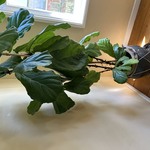 Img 1533
