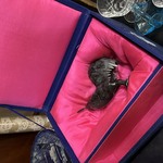 Img 1461