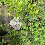 Img 7279