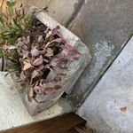Img 3952