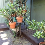 outdoor jade plants