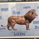 lion print