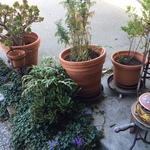 potted plants
