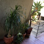 healthy outdoor potted plants