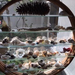 Nov Sea Shells And Rock Specimens