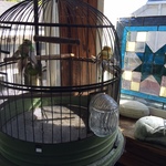 Alameda Bird Cage